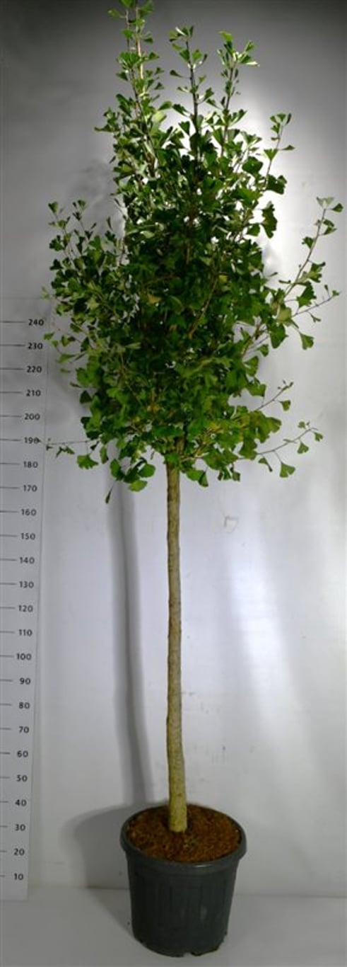 Ginkgo bil. 'Autumn Gold' - 120 CM Stem Cont.